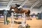 Winter Classics Get Underway at Aintree